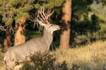 Deer roaming around in the early morning hours at Rocky Mountain National Park Colorado