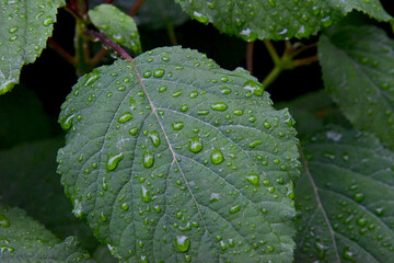 Feuille hortensia mouillés