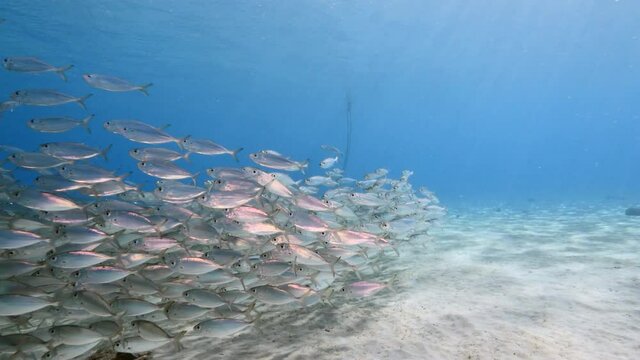 Bait ball / school of fish in shallow water of coral reef  in Caribbean Sea / Curacao with view to surface and sunbeam