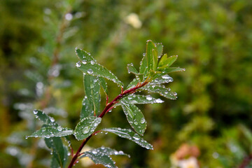 Gouttes d'eau Saule rampant
