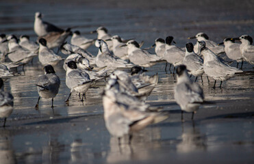 Fototapeta premium Sea Shore with Birds