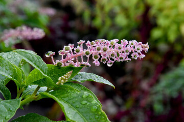 Gros plan sur le raisin d'Amérique : un macro détaillé des fleurs de Phytolacca americana,...