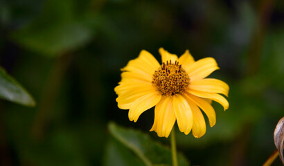 Heliopsis