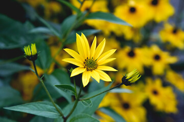 Fleurs jaune, Coréopsis trifoliolé