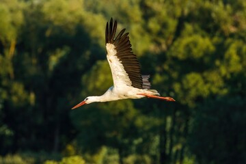 Bird in flight. White stork, Ciconia ciconia, flying in the evening light. Stork isolated on green background. Stork is symbol of birth. Wildlife scene from summer nature. Habitat Europe, Asia, Africa