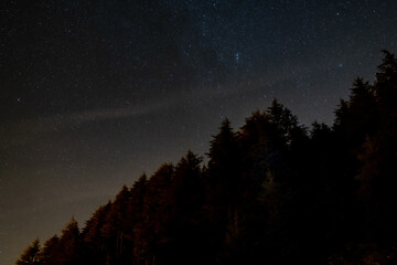 Silhouette of the forest in front of a clean starry sky at night.