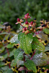 Millepertuis
