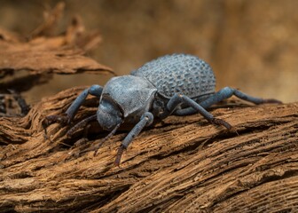 This macro image shows a detailed view of a Asbolus verrucosus (desert ironclad beetles or blue...