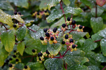 Millepertuis en fleurs avec ses baies noires sous la rosée matinale, plante médicinale aux vertus...