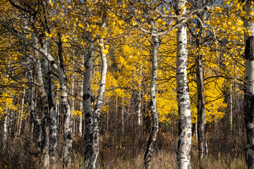 Yellow aspen trees in the fall in Rocky Mountain National Park Colorado