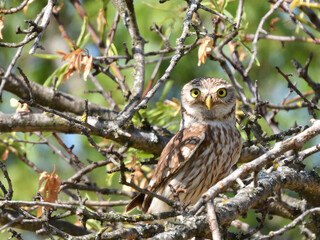 Little owl (Athene noctua).  Little owl in branches.