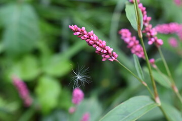 white floater with pink flowers