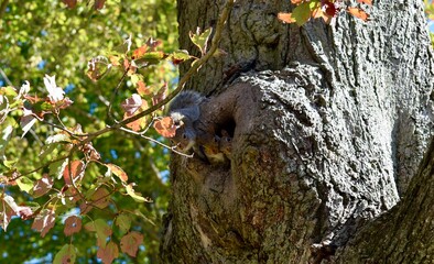3 baby squirrels staring at me