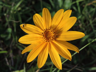 The yellow flower and the fly