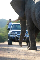 Bull Elephant on the road watching a vehicle Kruger National Park in South Africa