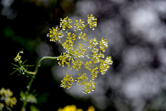 Buplevre en faux, Percefeuille,