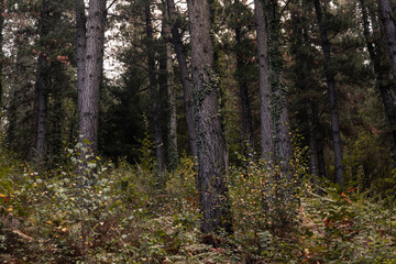 Obraz premium Forest of pine trees, typical Basque Country's forest.