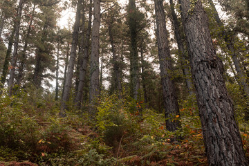 Forest of pine trees, typical Basque Country's forest.