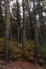 Fototapeta premium Forest of pine trees, typical Basque Country's forest.