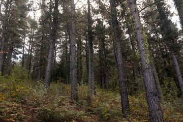 Fototapeta premium Forest of pine trees, typical Basque Country's forest.