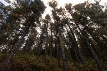 Forest of pine trees, typical Basque Country's forest.