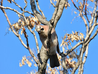 Eurasian jay (Garrulus glandarius).  Eurasian jay wondering on branches.