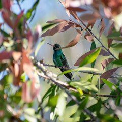 Small vibrant green hummingbird sitting still on a tree branch