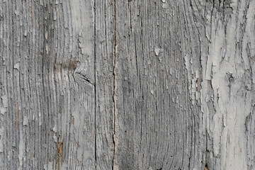 
Textured and unpainted wooden background, light gray natural planks for a template, no person 