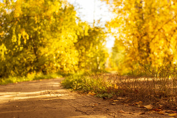 Country road with tyre tracks is covered with fallen dry leaves in the autumn forest at sunny day, scenic fall landscape