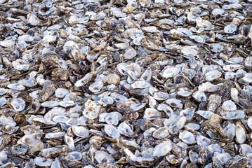 Pile of discarded oyster shells close up