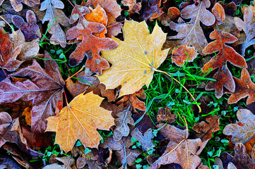 The ground is covered with frosty  yellow orange and red fallen leaves on an autumn morning