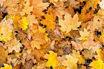 Naklejka na ściany i meble The ground is covered with yellow orange and red fallen leaves on an autumn day