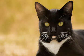 Gato negro de ojos amarillos en césped