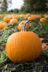 Close up view of a pumpkin in a field