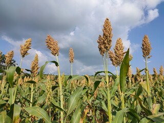 Millet farm