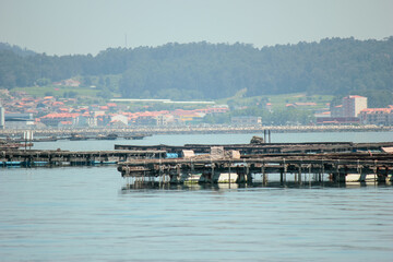 Fototapeta na wymiar FLOATING PLATFORMS FOR RAISING FARM OYSTERS IN THE RIAS BAIXAS OF THE ISLAND OF LA TOJA IN O GROVE GALICIA IN NORTHERN SPAIN