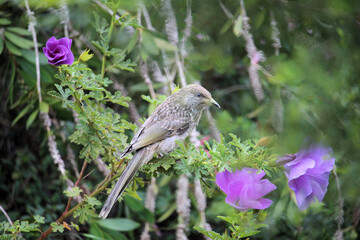 Little Wattlebird fledgling (Anthochaera chrysoptera) in Native Hibiscus plant, South Australia