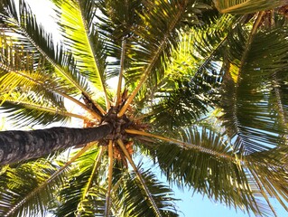 beautiful Bahama palm trees