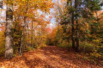 Fall Colours in Muskoka, Canada