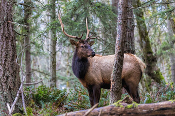 Naklejka na ściany i meble Large male Elk during the rut season in the pacific northwest