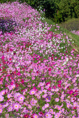 コスモス畑　鹿児島県　上場高原　