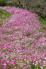コスモス畑　鹿児島県　上場高原　