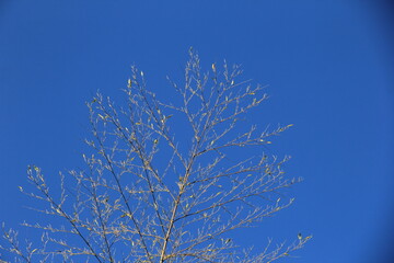青空と竹の頂部
