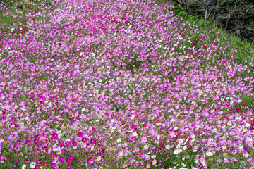 Fototapeta premium コスモス畑 鹿児島県 上場高原 