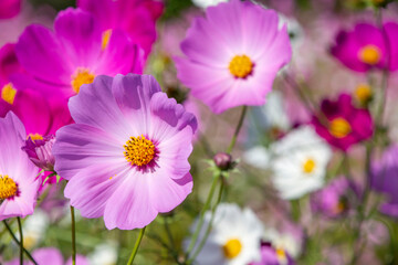 コスモス畑　鹿児島県　上場高原　