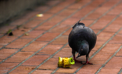 pigeon eating apple