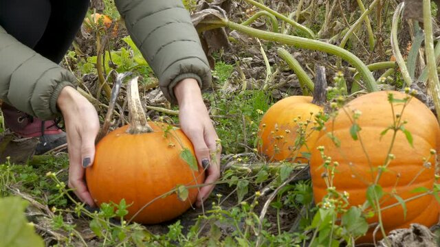 Autumn pumpkin picking, close up woman picks her halloween pumpkin