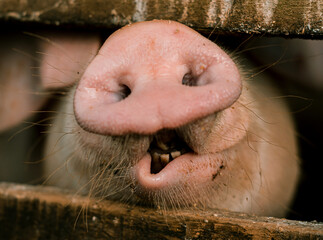cerdo mostrando su nariz detrás de la valla