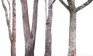 set tree trunk  used for design Isolated on white background