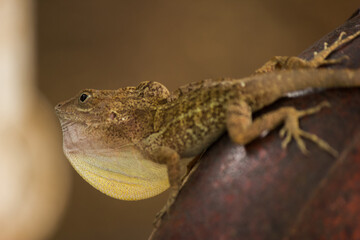 LAGARTO MARRON EN TUBO DE ACERO AL ACECHO CON TEXTURAS EN EL LOMO 
